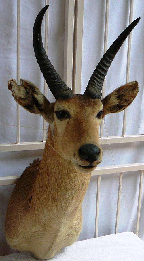 Common Reedbuck Trophy