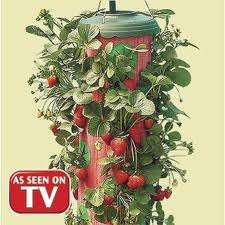 Topsy Turvy - THE EASIEST WAY TO GROW Strawberries