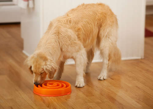Slo-Bowl Feeder for Dogs