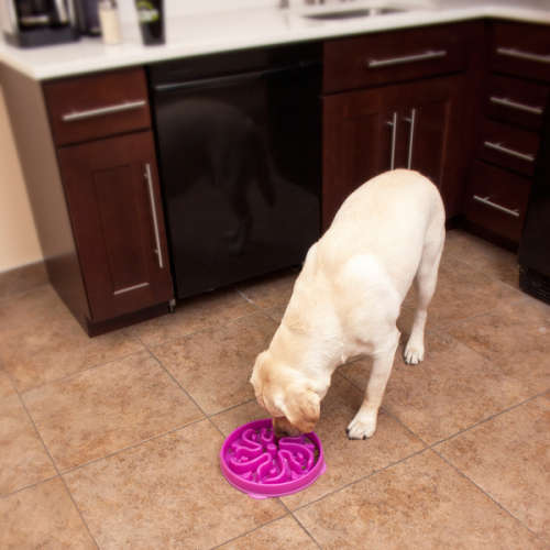 Slo-Bowl Feeder for Dogs