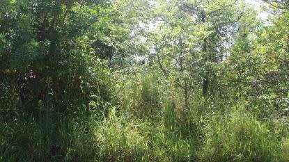 RAMSGATE COUNTRYSIDE STAND WITH PEACEFUL SOLITUDE