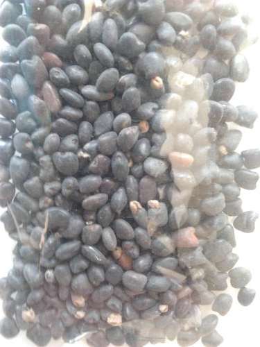 Tree lucerne seeds - Tagasaste seeds