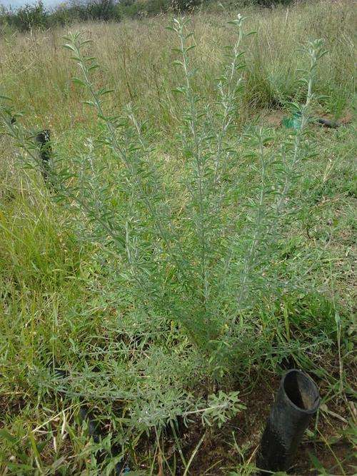 Tree lucerne seeds 1000 pack