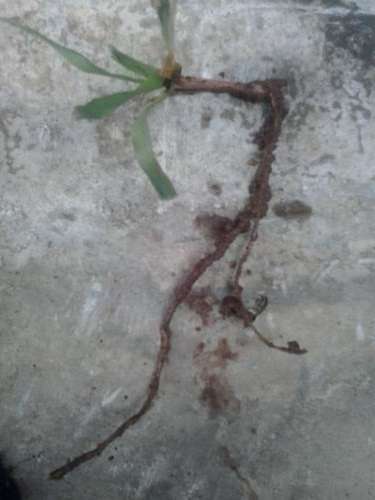 Russian Grass (Exelent animal fodder for horses, sheep, cattle ect)