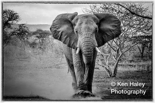 Photography Print - Raging Bull (mono) (on photographic paper)