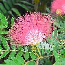 Bobinsana Powder (Calliandra angustifolia)