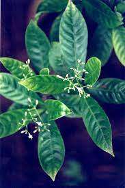 Chacruna (Psychotria viridis)