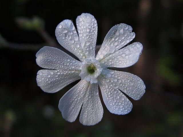 African Dream Root ( Silene capensis )