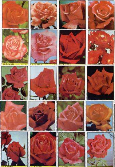 AJMAN 1972 ROSES COMPLETE CTO USED SET IN STRIPS OF 4