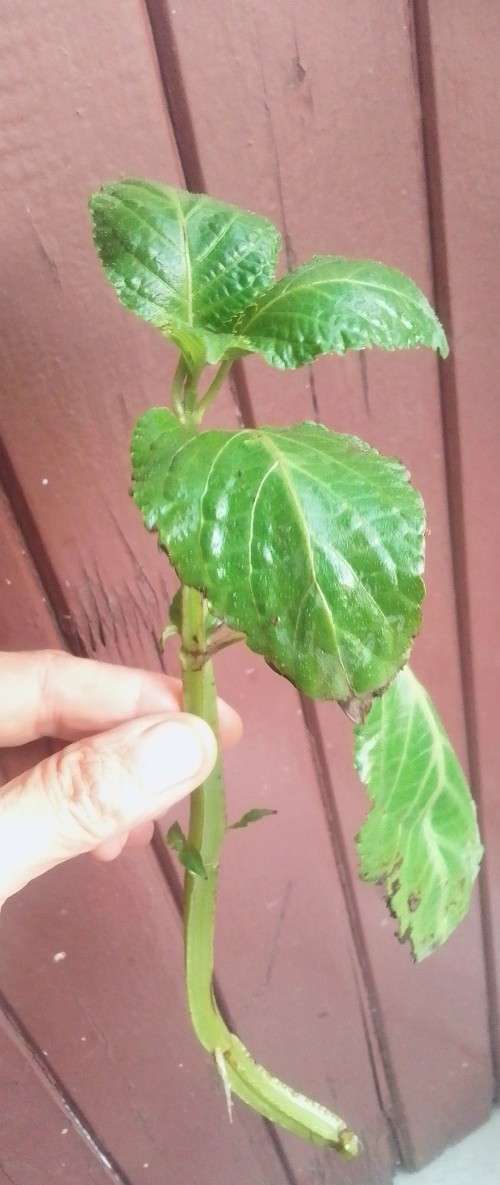 Salvia Divinorum plants and cuttings available.