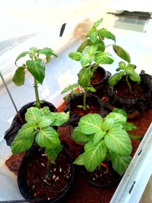 Salvia Divinorum plants and cuttings available.