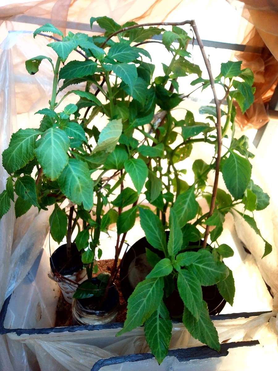 Salvia Divinorum plants and cuttings available.