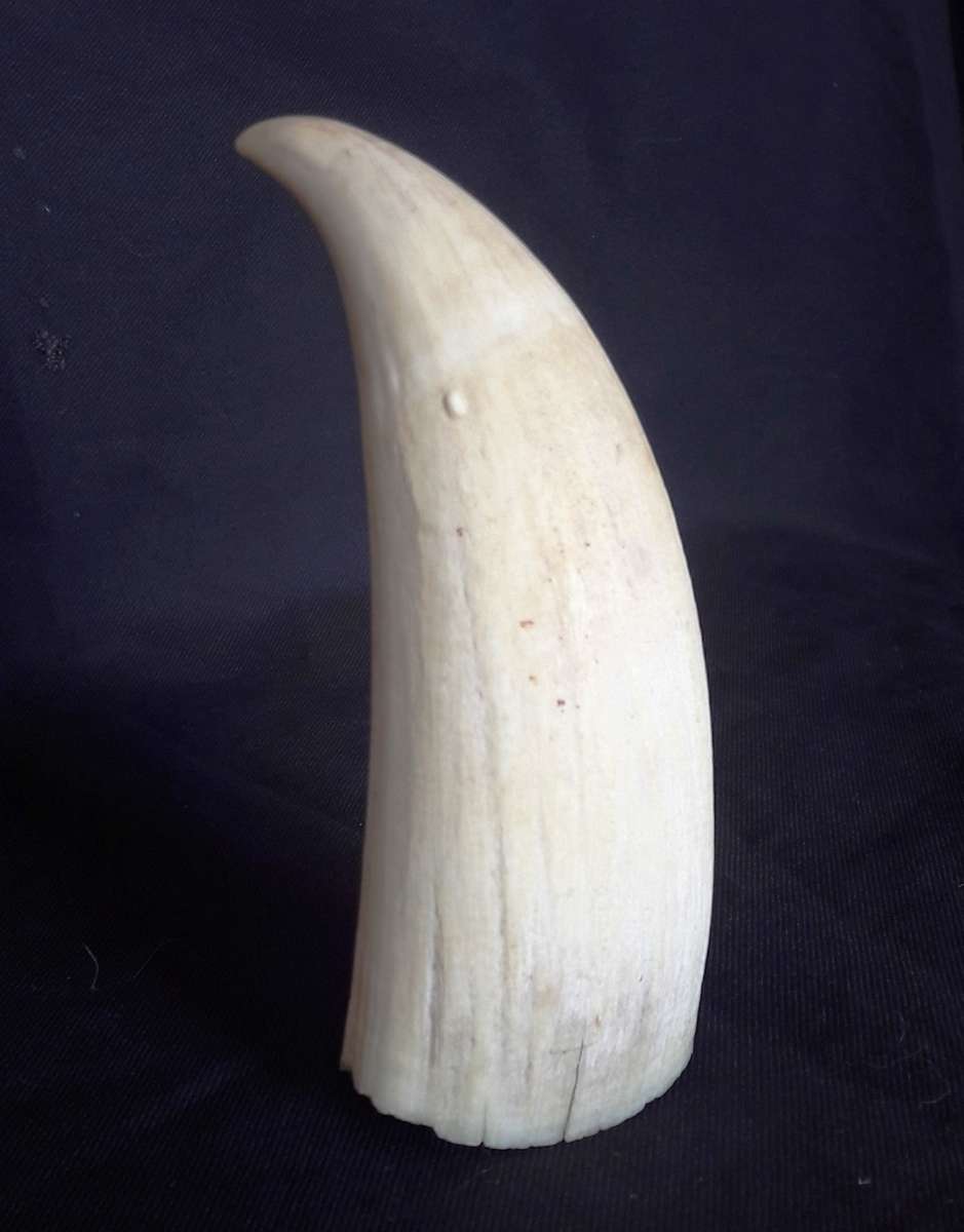 Antique Sperm Whale Tooth
