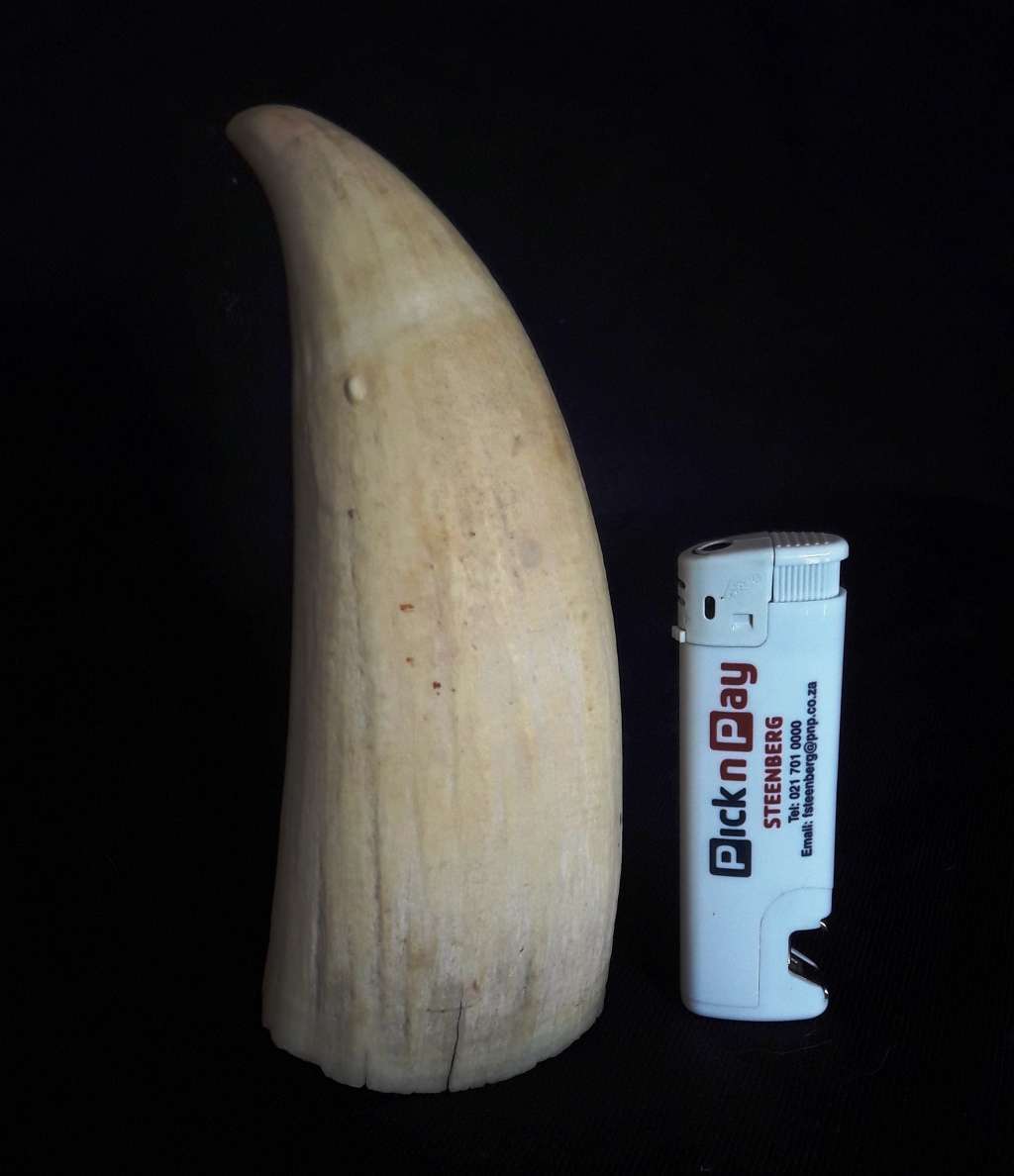 Antique Sperm Whale Tooth