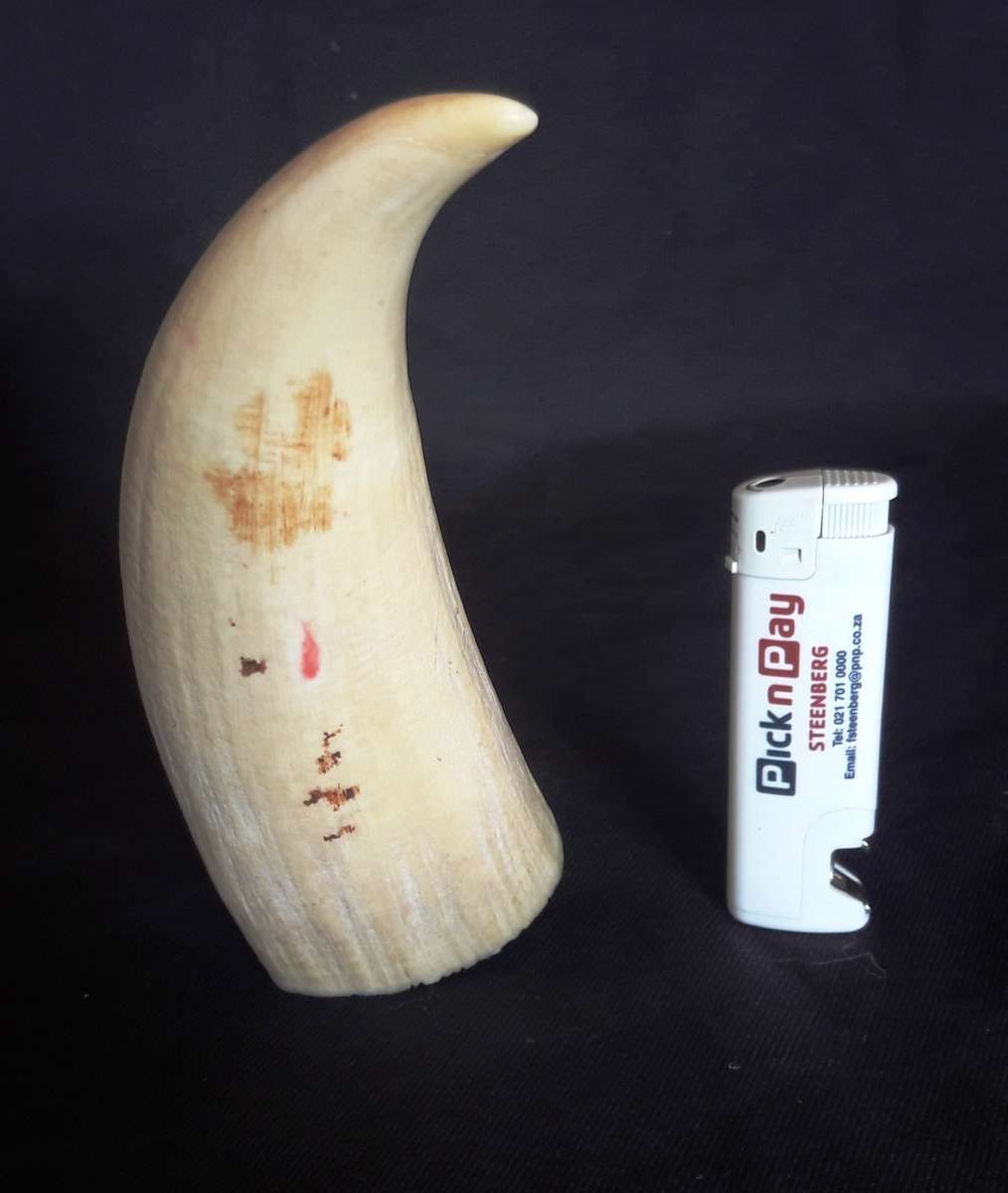 Antique Sperm Whale Tooth