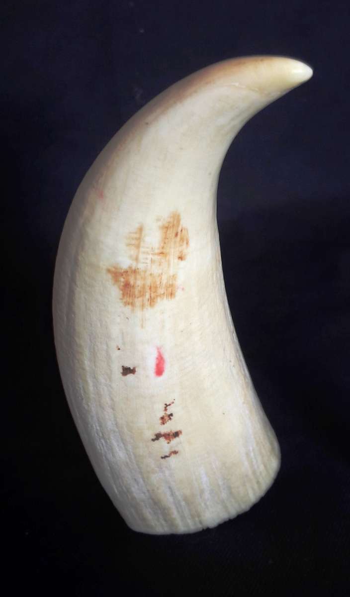 Antique Sperm Whale Tooth