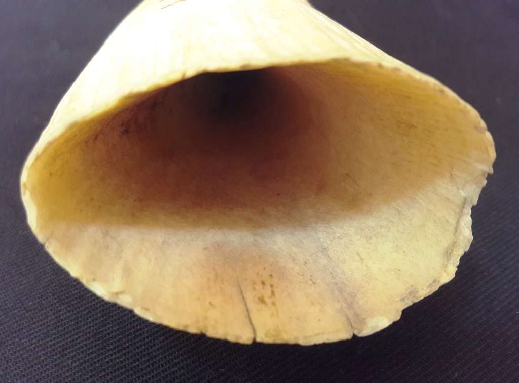Antique Sperm Whale Tooth