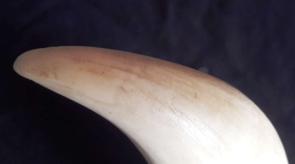 Antique Sperm Whale Tooth