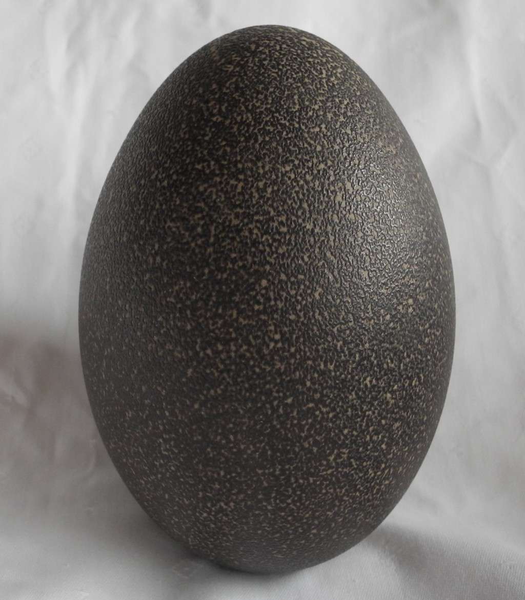 Genuine Emu Egg