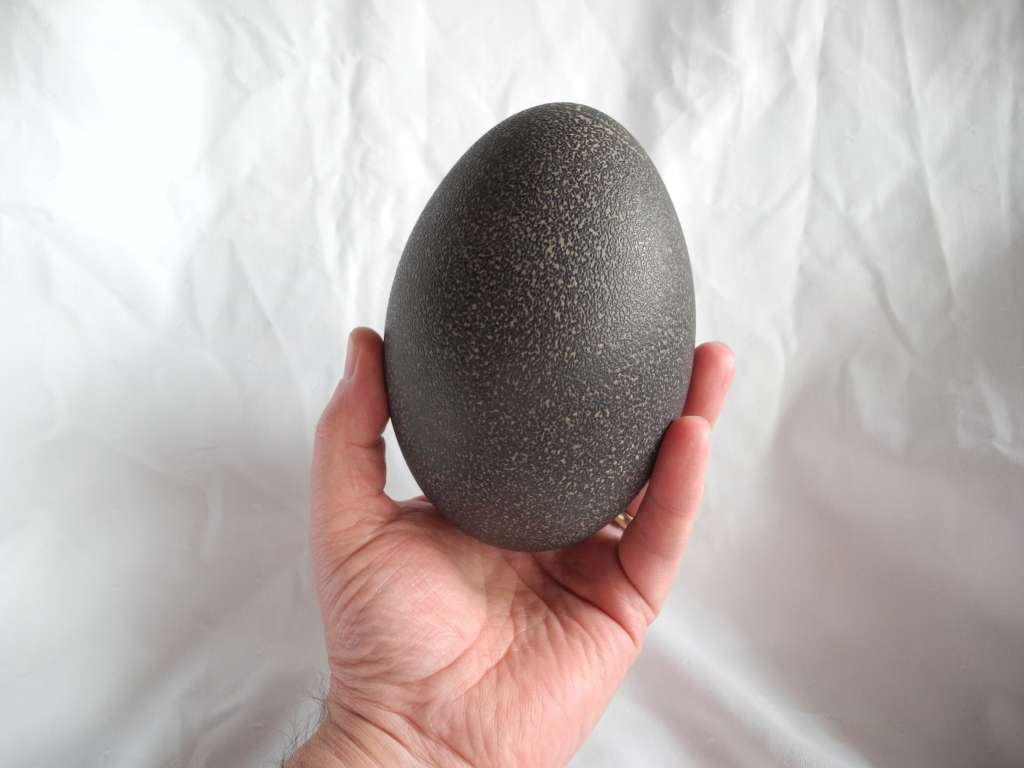 Genuine Emu Egg