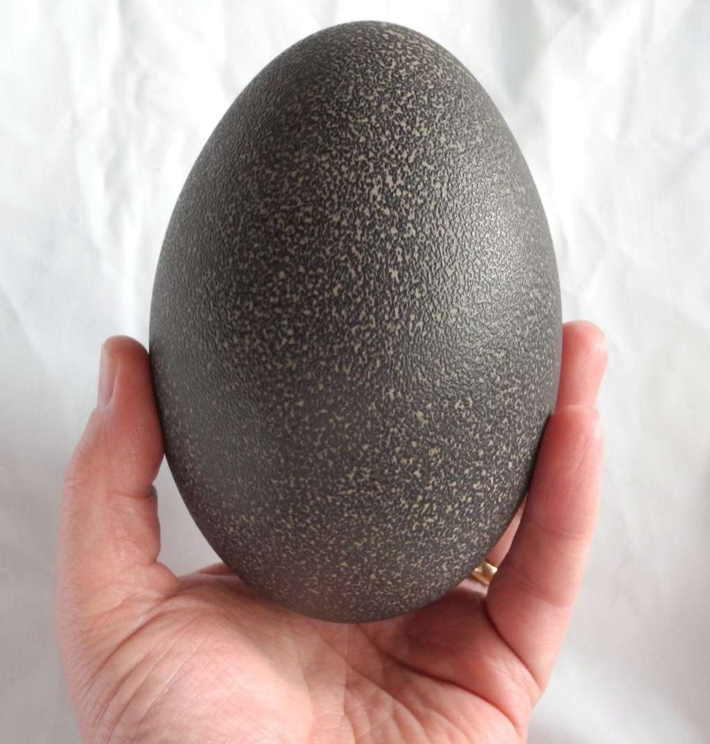 Genuine Emu Egg