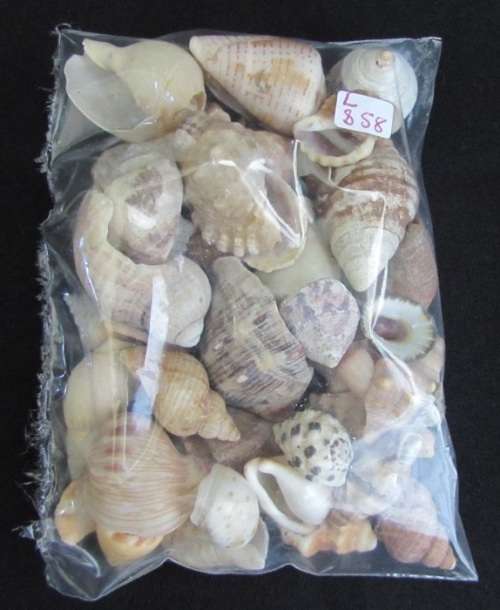 Packet of mixed sea shells
