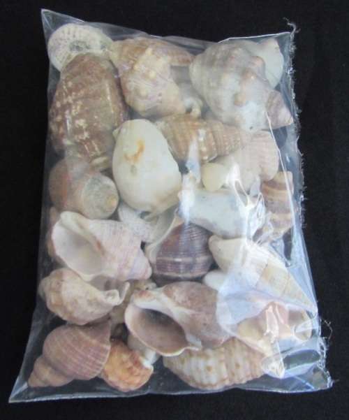 Packet of mixed sea shells