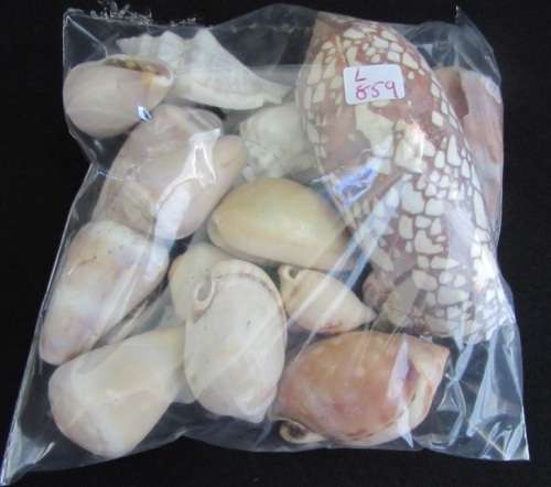 Packet of mixed sea shells