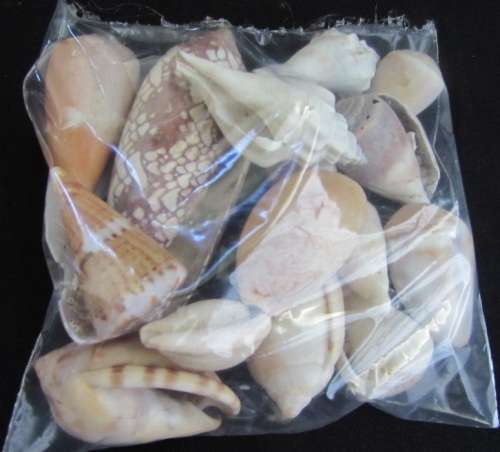 Packet of mixed sea shells