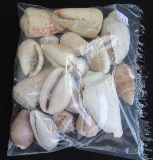 Packet of mixed sea shells