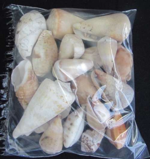 Packet of mixed sea shells