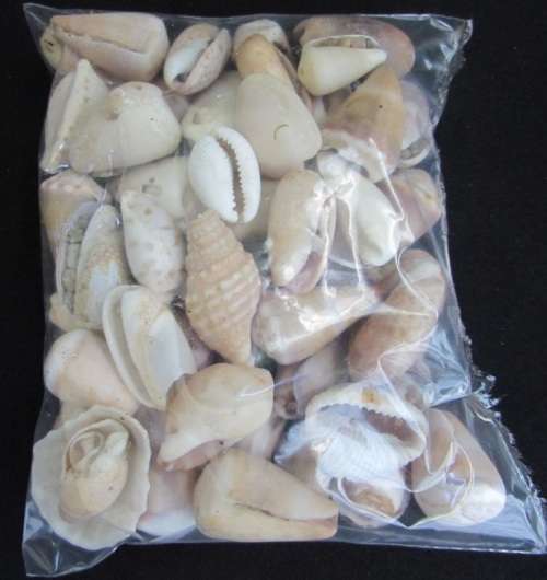 Packet of mixed sea shells