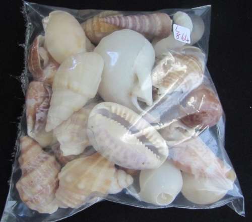 Packet of mixed sea shells