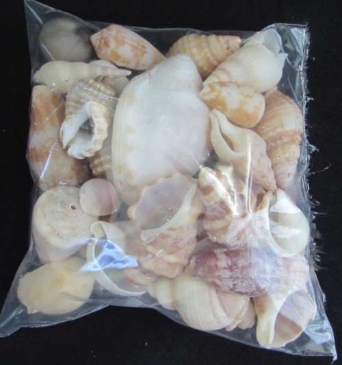 Packet of mixed sea shells