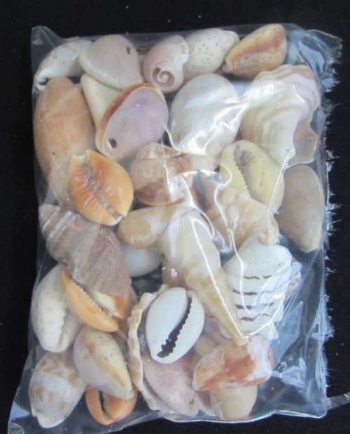 Packet of mixed sea shells