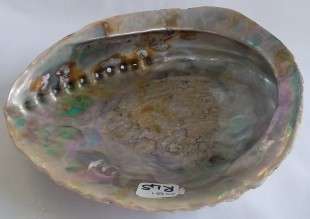 Beautiful Abalone  Sea Shell