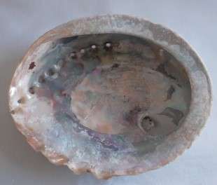 Beautiful Abalone   Sea Shell