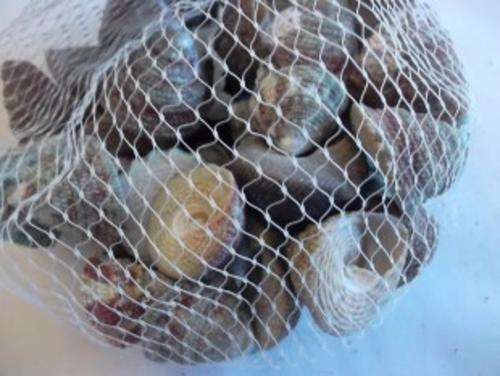 Bag  of   Sea Shells.