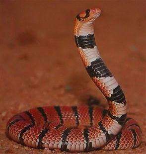 A complete guide to the Snakes of Southern Africa.......Johan Marais