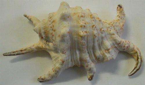 Seashell...Lambis Chiraga