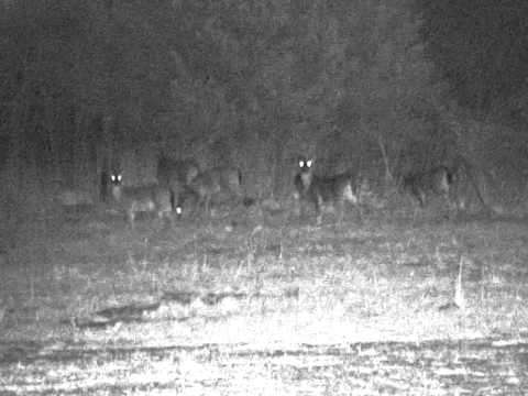 Bushnell Night Vision 5x42 Stealth View Digital Night Vision