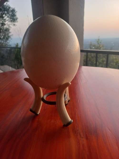 Ostrich Egg On Ivory Stand