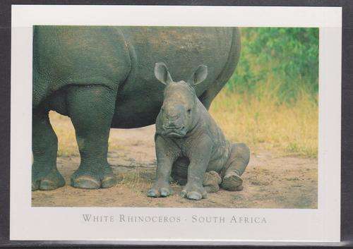 White Rhinoceros South Africa - Unused Postcard