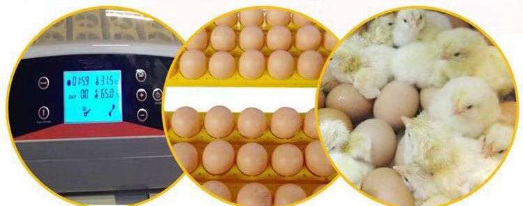 56S Fully Automatic Digital Egg Incubator Egg Hatcher Egg Turning Machine