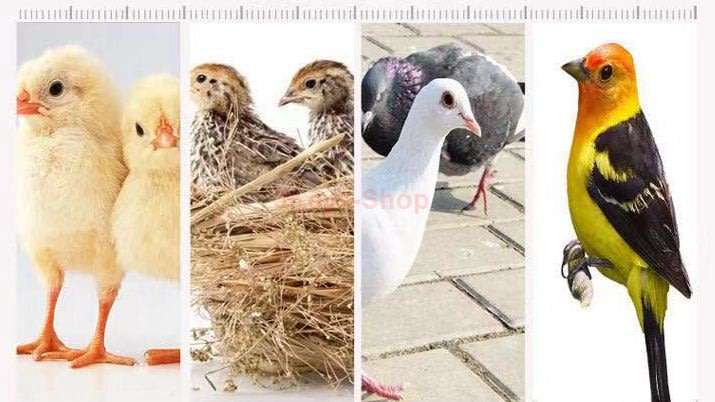 56S Fully Automatic Digital Egg Incubator Egg Hatcher Egg Turning Machine