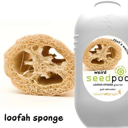 Seedpod Loofah Sponge (Weird Seedpods - Touch of Ginger\Yuppie Gadgets)