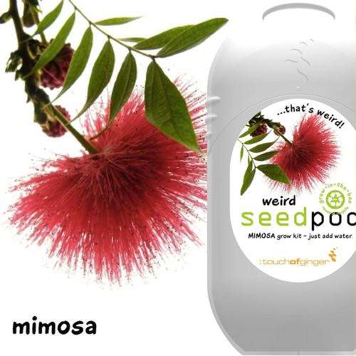 Seedpod Mimosa (Weird Seedpods - Touch of Ginger\Yuppie Gadgets)