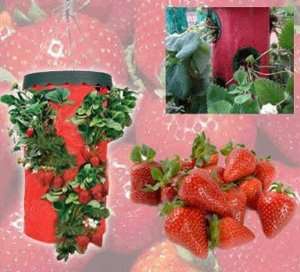 STRAWBERRY PLANTER