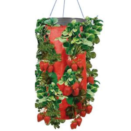 STRAWBERRY PLANTER