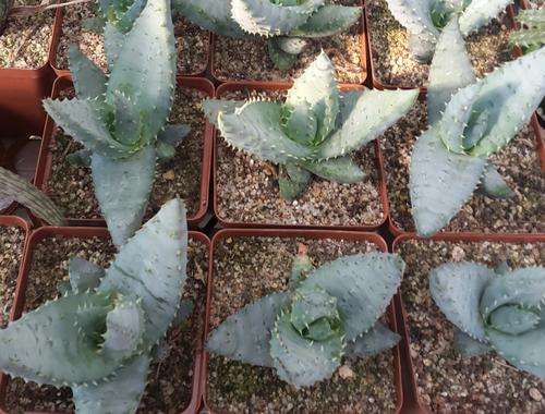 Aloe reitzii (Belfast)